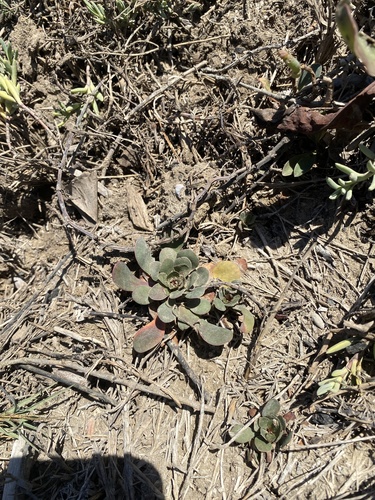 iNaturalist observation photo of European sea lavender