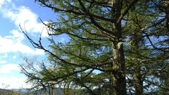 Larix decidua