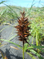 Carex macrocephala