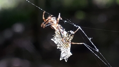 Micrathena gracilis