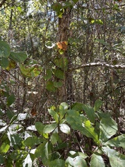 Quercus oglethorpensis