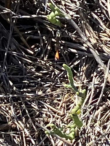 iNaturalist observation photo of Ammophilini