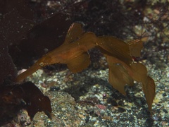 Solenostomus cyanopterus