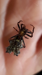 Micrathena gracilis