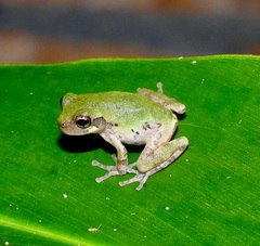 Hyla chrysoscelis