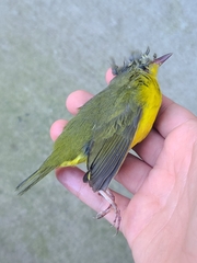 Geothlypis philadelphia