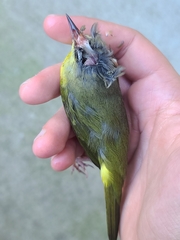 Geothlypis philadelphia