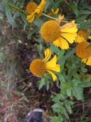 Helenium autumnale