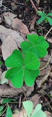 Oxalis tetraphylla