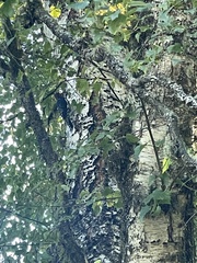 Sphyrapicus ruber