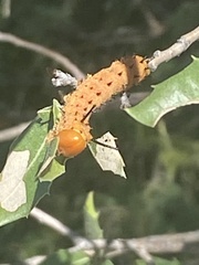 Anisota oslari