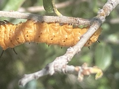 Anisota oslari