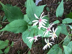 Eurybia chlorolepis
