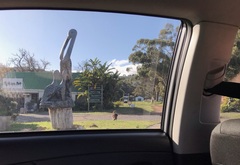 Papio ursinus ursinus