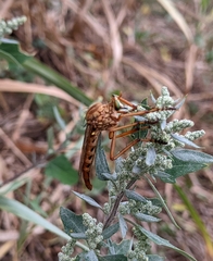 Diogmites angustipennis