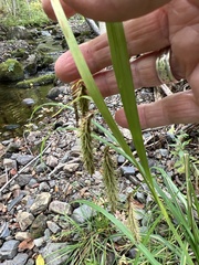 Carex gynandra