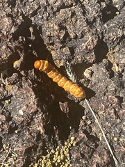 Anisota oslari