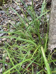 Carex gynandra