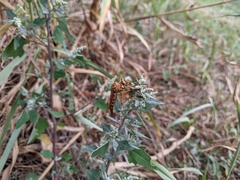 Diogmites angustipennis