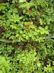 Cornus unalaschkensis