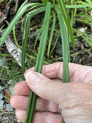 Carex gynandra