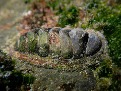 Sypharochiton pelliserpentis