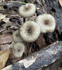 Arrhenia epichysium