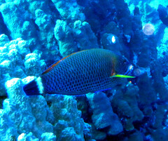 Pseudodax moluccanus