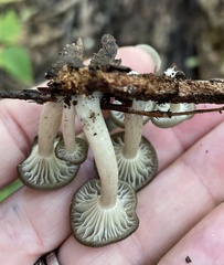 Arrhenia epichysium