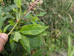 Pokeweed mosaic virus