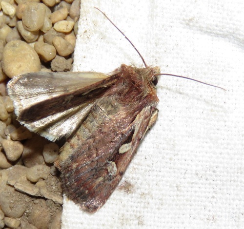 Xestia agathina