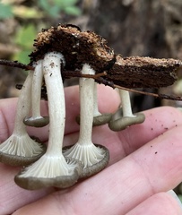 Arrhenia epichysium