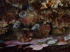 Anthothoe albocincta