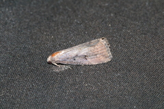 Hypena rostralis