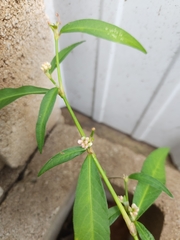Persicaria pensylvanica