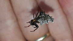 Micrathena gracilis