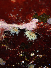 Anthothoe albocincta