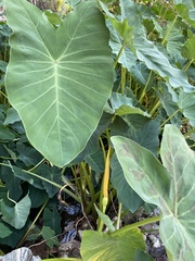 Colocasia