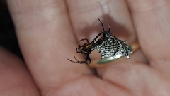 Micrathena gracilis