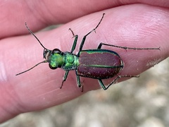 Cicindela splendida