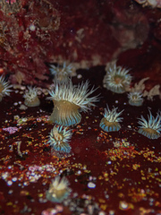 Anthothoe albocincta