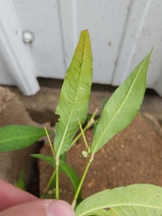 Persicaria pensylvanica