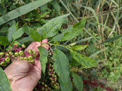 Pokeweed mosaic virus