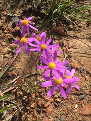 Senecio arenarius