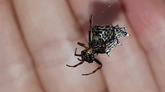 Micrathena gracilis