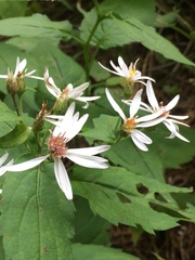 Eurybia chlorolepis