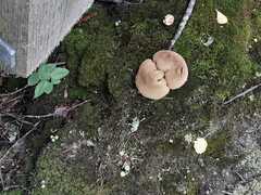 Suillus lakei