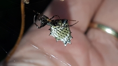 Micrathena gracilis