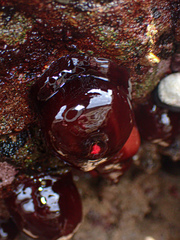 Actinia tenebrosa
