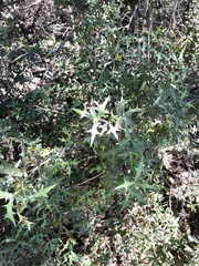 Berberis trifoliolata